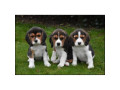 socially-domesticated-beagle-puppies-small-0