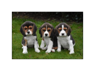 Socially Domesticated Beagle Puppies
