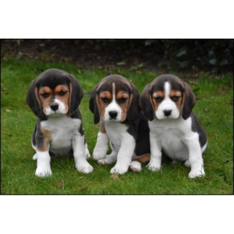 socially-domesticated-beagle-puppies-big-0