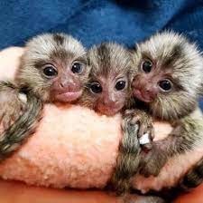 frumoase-maimute-marmoset-gata-pentru-casa-ta-big-0