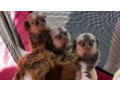 marmoset-pigmei-de-vanzare-small-1