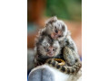 maimute-marmoset-fermecatoare-sunt-disponibile-small-0