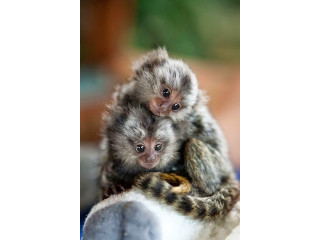 Maimuțe marmoset fermecătoare sunt disponibile