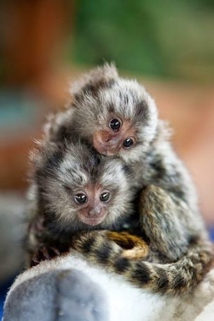 maimute-marmoset-fermecatoare-sunt-disponibile-big-0