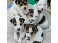 jack-russell-puppies-small-0