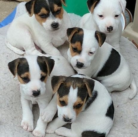 jack-russell-puppies-big-0
