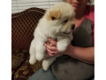 chow-chow-puppies-small-0