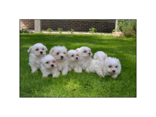 Maltese puppies born here, beautiful, short-lived