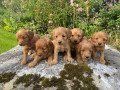 cockapoo-puppies-male-and-female-puppies-small-0