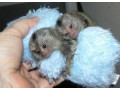 maimute-marmoset-superbe-pentru-adoptie-small-0