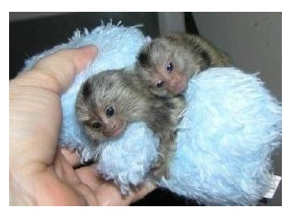 Maimuțe marmoset superbe pentru adopție