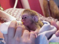 excelenti-pui-de-maimute-capucin-pentru-adoptie-small-0