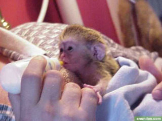Excelenți pui de maimuțe capucin pentru adopție