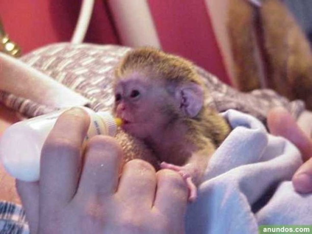 excelenti-pui-de-maimute-capucin-pentru-adoptie-big-0