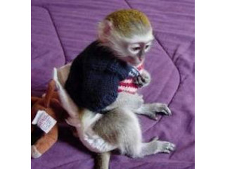 Maimuțe Capuchine adorabile disponibile