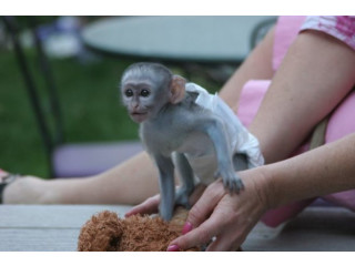 Maimuțe capucine cu fața de bebeluși disponibile
