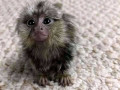 pereche-de-maimute-marmoset-de-vanzare-small-0