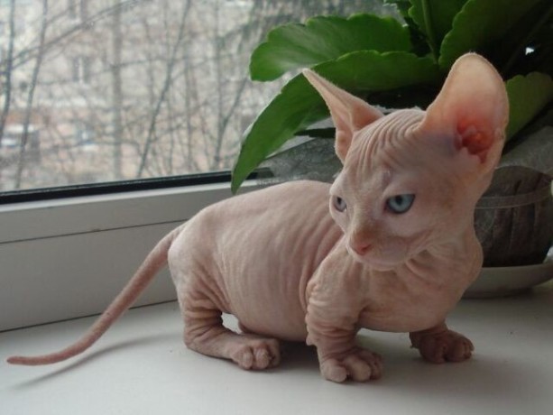 sphynx-kittens-big-0