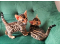 bengal-kittens-small-0