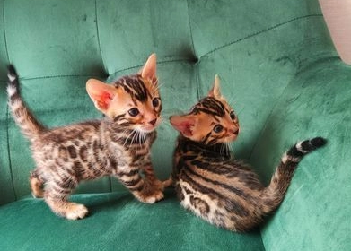 bengal-kittens-big-0