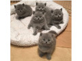 british-shorthair-kittens-small-0