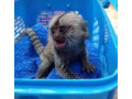 finger-marmoset-monkeys-for-sale-small-0