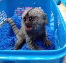 finger-marmoset-monkeys-for-sale-big-0
