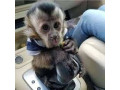 capuchin-monkeys-small-0