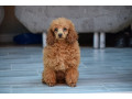 poodles-puppies-small-0