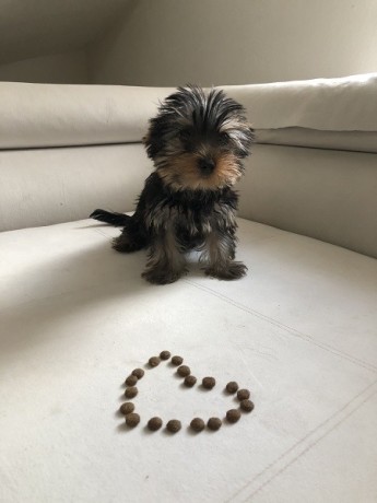 teacup-yorkie-puppies-for-sale-big-0