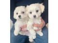 gorgeous-maltese-puppies-small-0