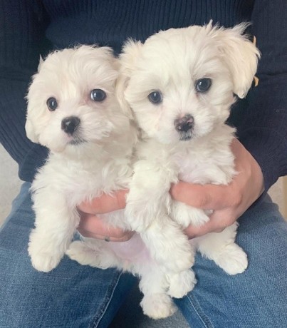 gorgeous-maltese-puppies-big-0