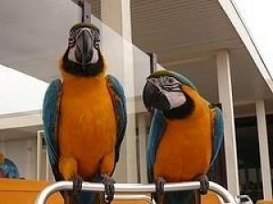 2-papagali-macaw-albastri-si-aurii-bine-dresati-big-0