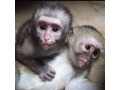 2-minunata-maimuta-capucina-adorabila-spre-adoptie-small-0