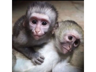 2 Minunata maimuță capucină adorabilă spre adopție