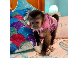 2 Minunata maimuță capucină adorabilă spre adopție