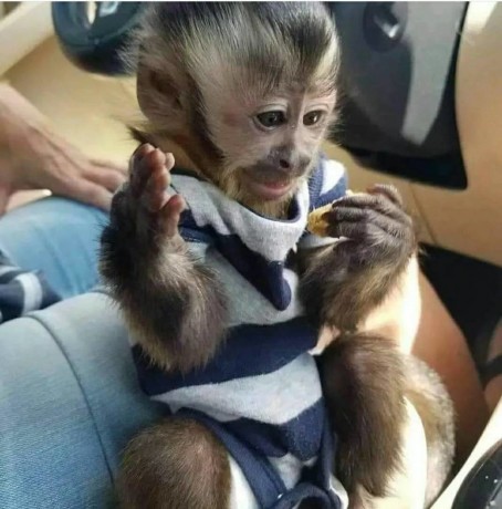 2-minunata-maimuta-capucina-adorabila-spre-adoptie-big-1