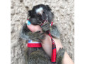 scutecele-dresau-maimute-marmoset-pentru-familii-dragute-small-0
