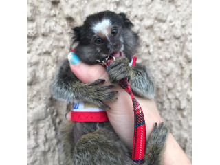 Scutecele dresau maimuțe marmoset pentru familii drăguțe
