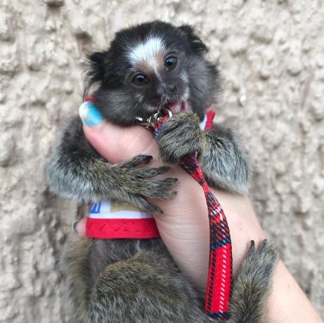 scutecele-dresau-maimute-marmoset-pentru-familii-dragute-big-0