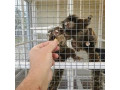 maimute-marmoset-minunate-disponibile-small-0