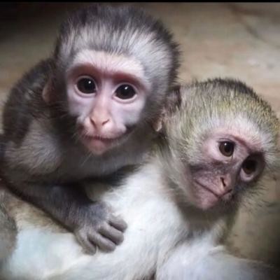 mascul-si-femela-maimuta-capucina-pentru-adoptie-big-0