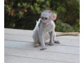 2-mascul-si-femela-maimuta-capucina-pentru-adoptie-small-0