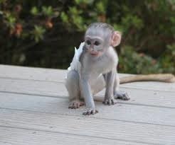 2-mascul-si-femela-maimuta-capucina-pentru-adoptie-big-0