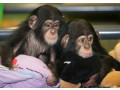 bebei-prieteni-copilului-ciimpanzei-maimute-disponibile-acum-pentru-vanzare-si-adoptie-small-0
