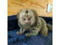 maimute-marmosets-disponibil-acum-small-0