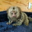 maimute-marmosets-disponibil-acum-big-0