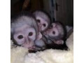 mascul-si-femela-maimuta-capucina-pentru-adoptie-small-0