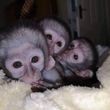 mascul-si-femela-maimuta-capucina-pentru-adoptie-big-0