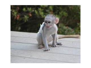 Minunata maimuță capucină adorabilă spre adopție